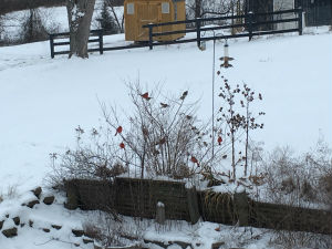 Birds_Snow