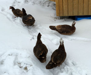 Ducks_Snow