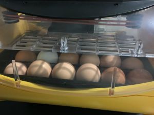 Incubator_Eggs