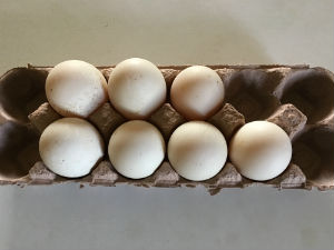 Shipped_Muscovy_Eggs