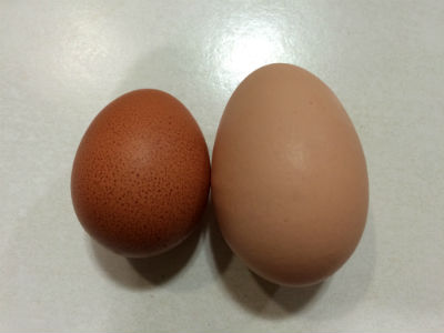 Double_Yolk_vs_Regular_Egg
