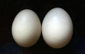 Duck_Eggs_Big-Small