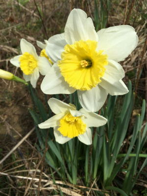 160314_Daffodils