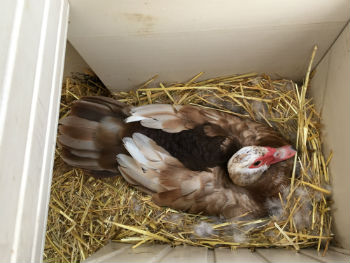 Muscovy Duck on Nest