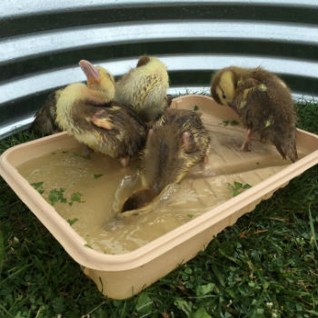 Ducklings_5_Paint-Tray