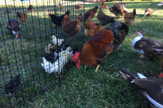 Chicks and Chickens
