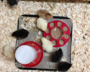 Freshly Hatched Chicks
