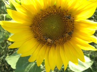 Sunflower with Leather Wing Beetle
