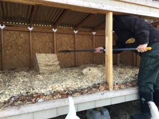 Cleaning The Duck Coop