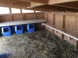 Duck Coop Nest Boxes & Roosts