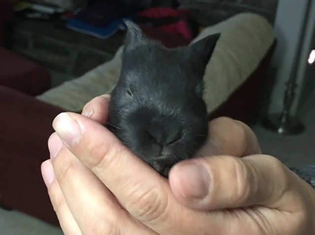 Silver Fox Rabbit Kit