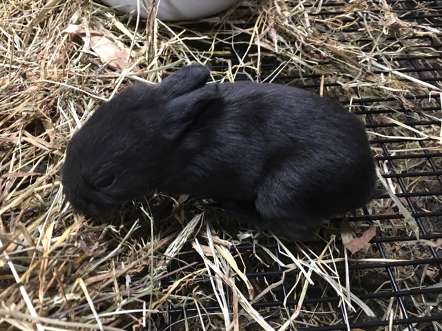 Silver Fox Rabbit Kit