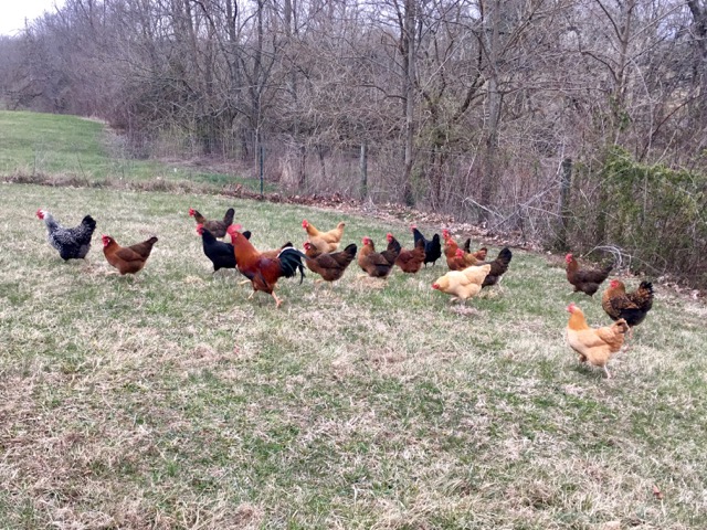 Chickens on Pasture