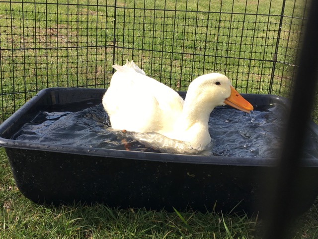 Duck Tales: A Sunny Saturday Splash