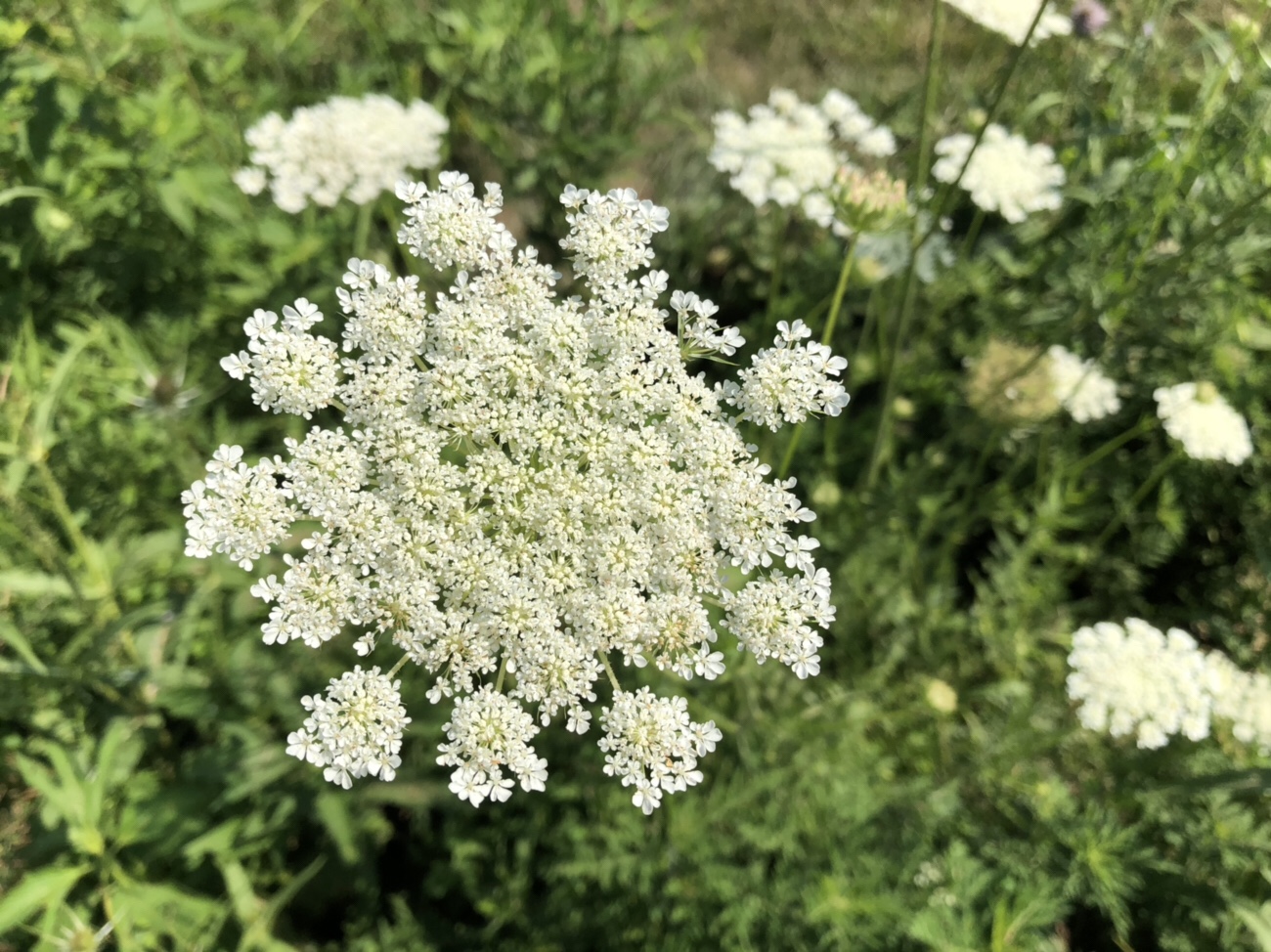 How to Tell the Difference Between Poison Hemlock and Queen Anne's Lace