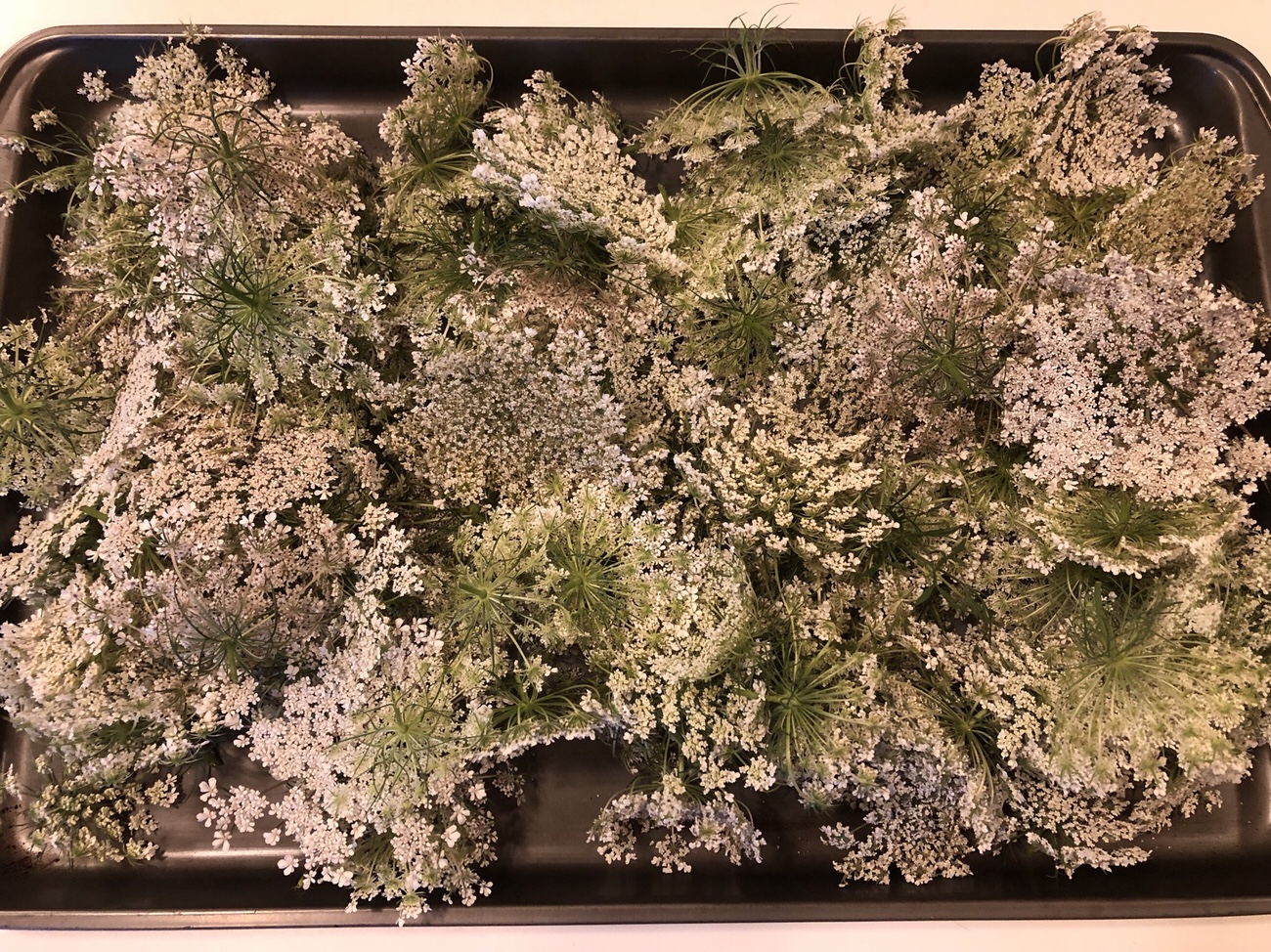 Foraging Queen Anne's Lace (& Avoiding Look Alikes)