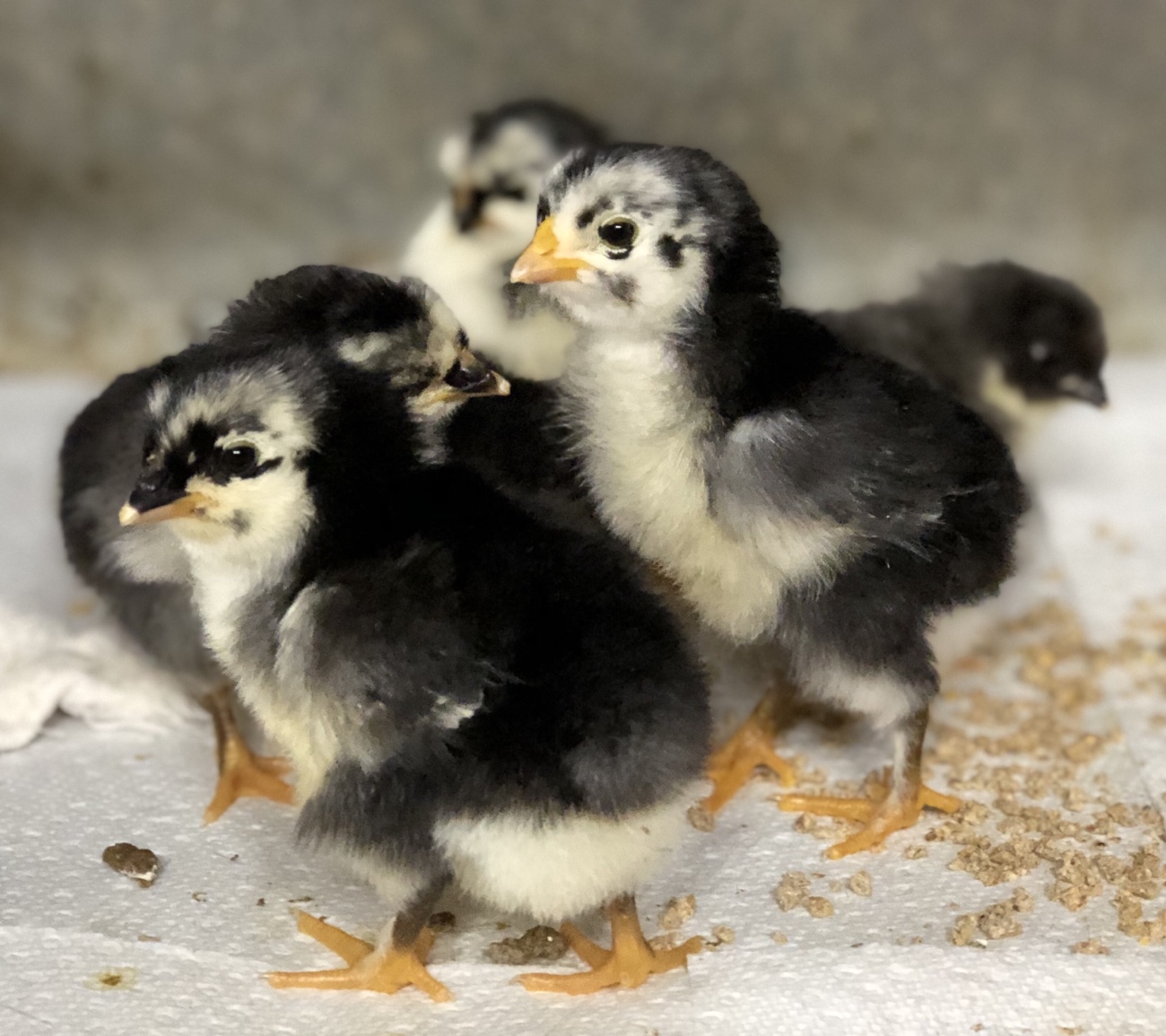 Hatch Day 2019: Olive Egger Chicks | Forged Mettle Farm