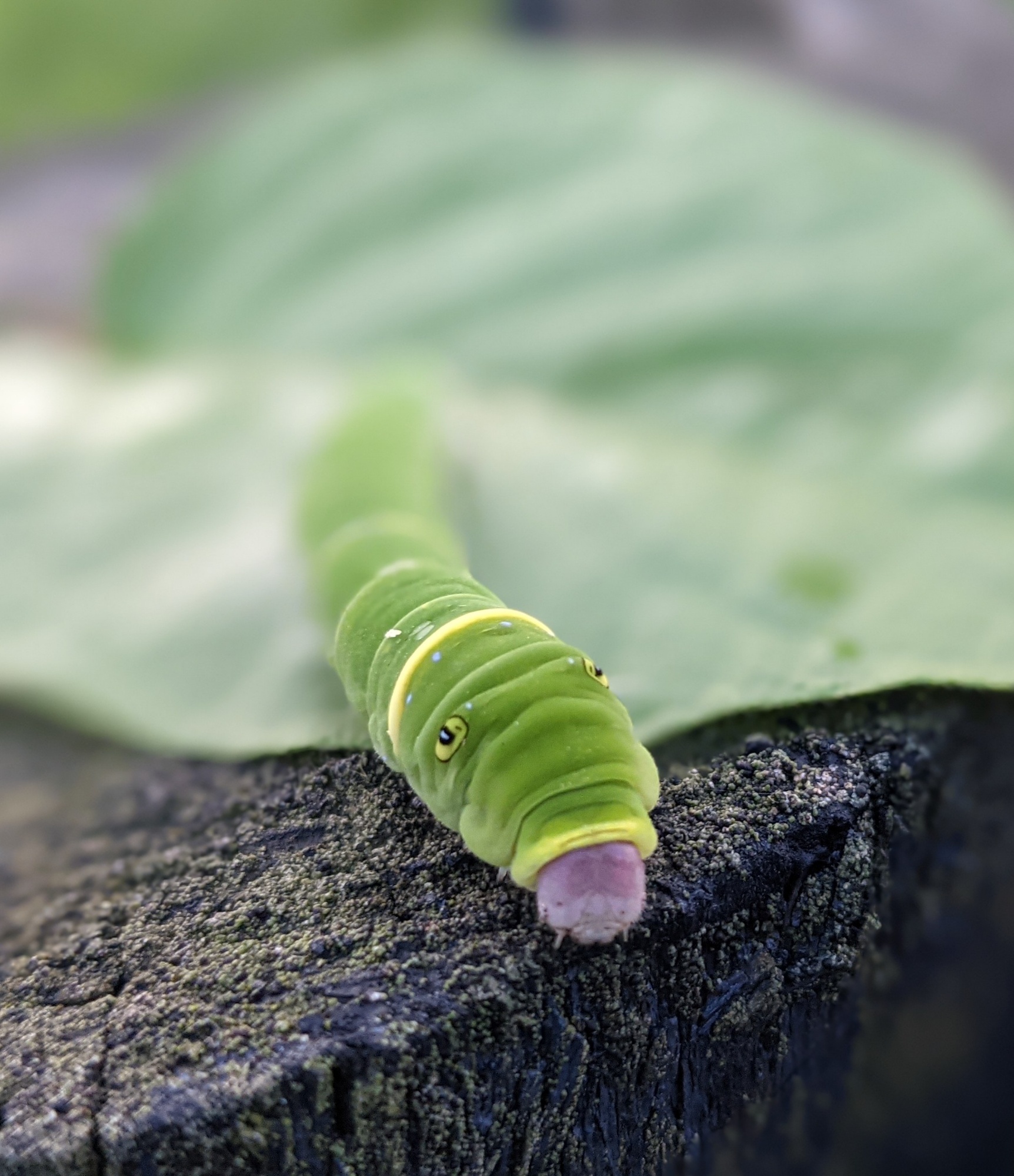 Update Raising An Eastern Tiger Swallowtail Caterpillar Forged