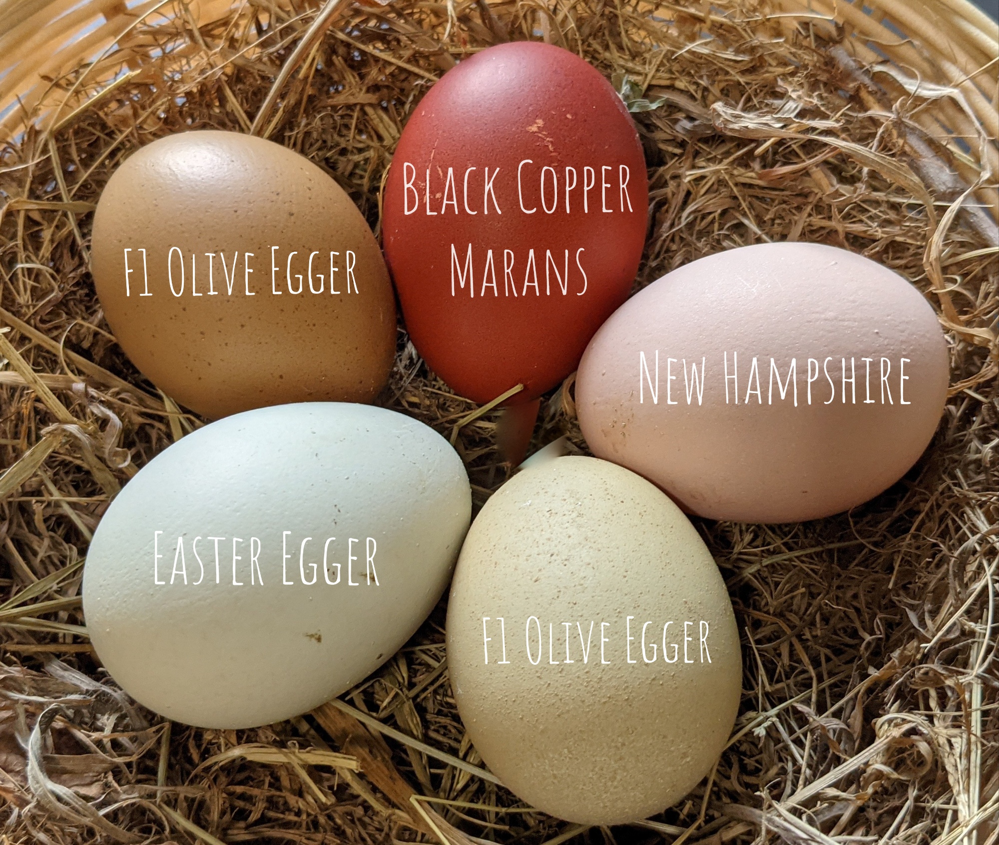 black easter egger hen