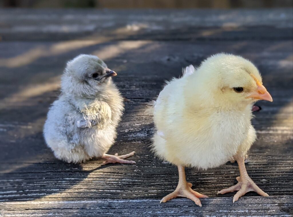 10+ Lavender Ameraucana & Split Lavender Ameraucana Hatching Eggs