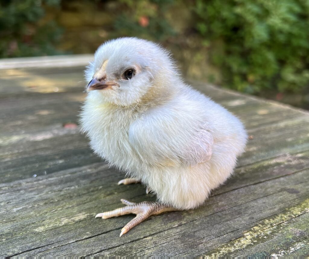 Lavender Ameraucana Chicks - Nickelbeak Hollow | Hatching Eggs | Pullets |  Coop Ready | Point of Lay