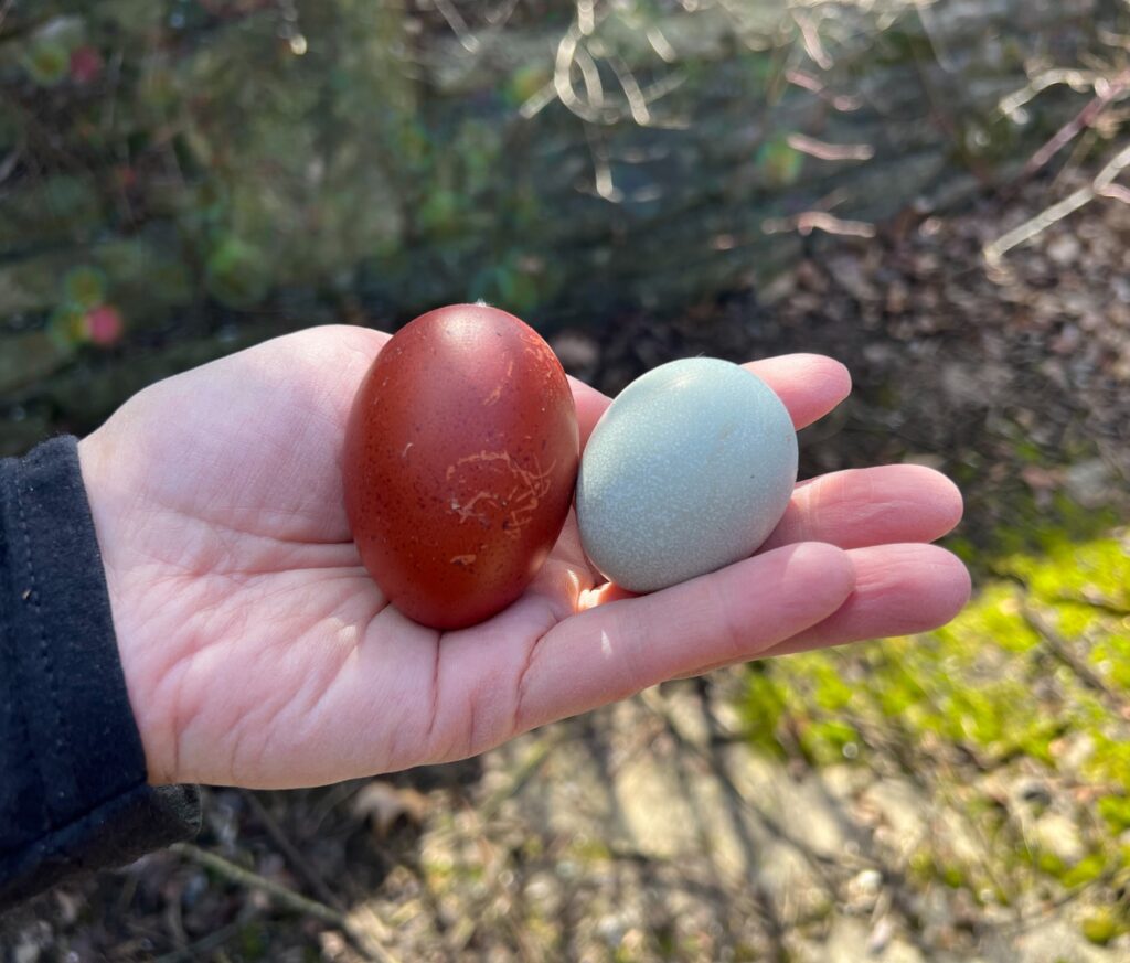 Half Dozen (6) Lavender (Self Blue) Ameracauna Hatching Eggs