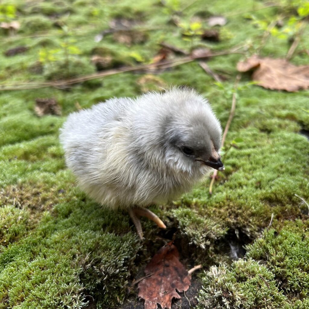 Lavender Ameraucana Chicks - Nickelbeak Hollow | Hatching Eggs | Pullets |  Coop Ready | Point of Lay